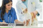 Lead Veterinarian Job Opportunity in Australia 2025 | VetPartners