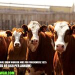 New Zealand Dairy Farm Worker Jobs For Foreigners 2025