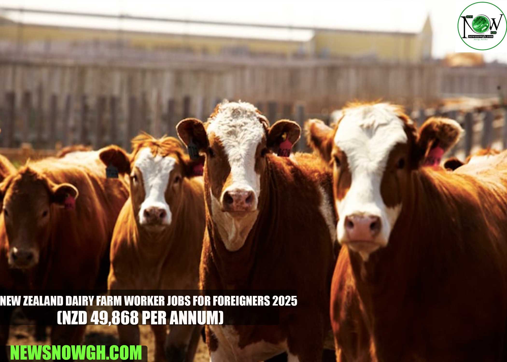 New Zealand Dairy Farm Worker Jobs For Foreigners 2025