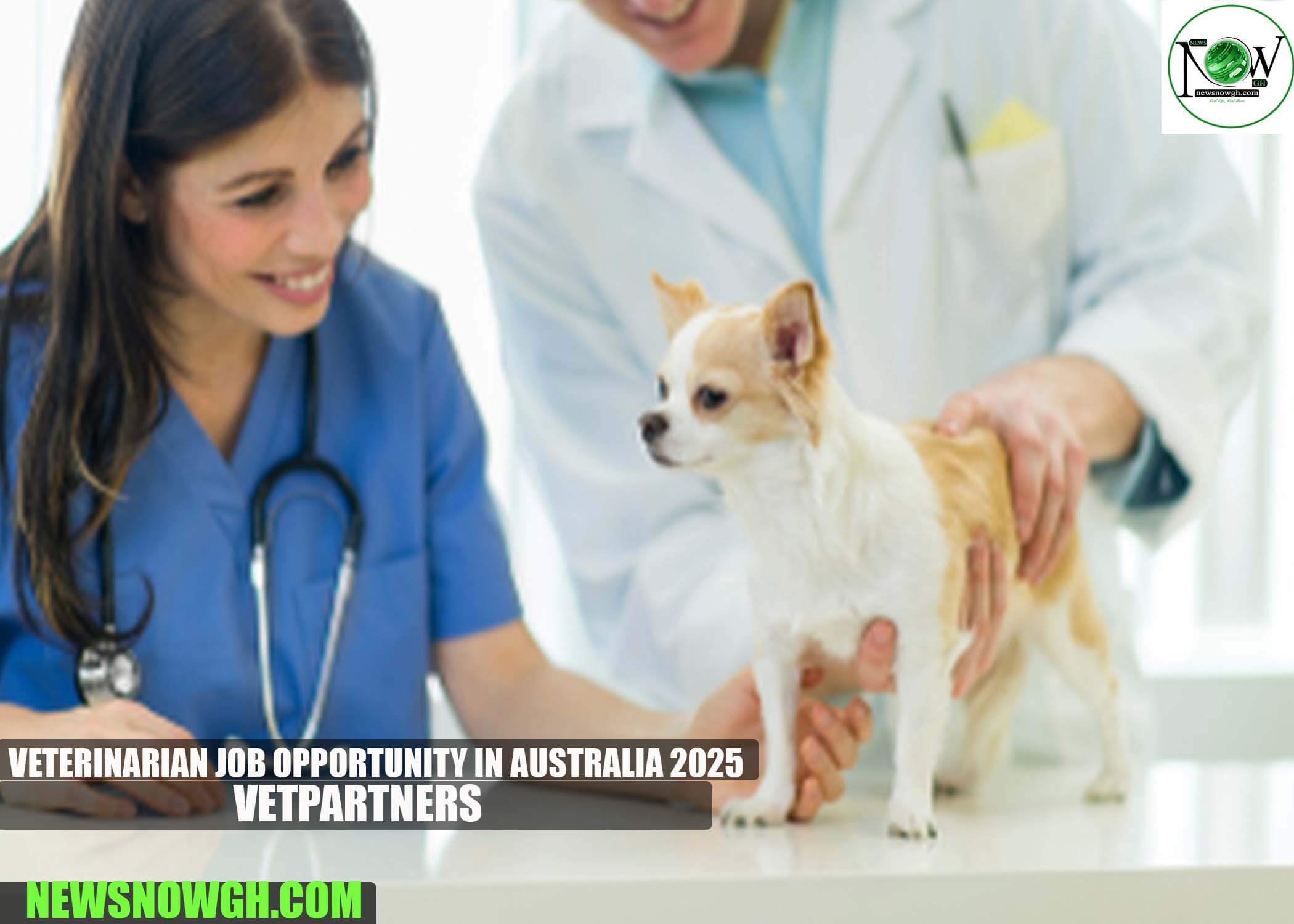 Veterinarian Job Opportunity in Australia 2025 | VetPartners