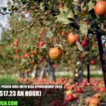 Canada Apple Picker Jobs with Visa Sponsorship
