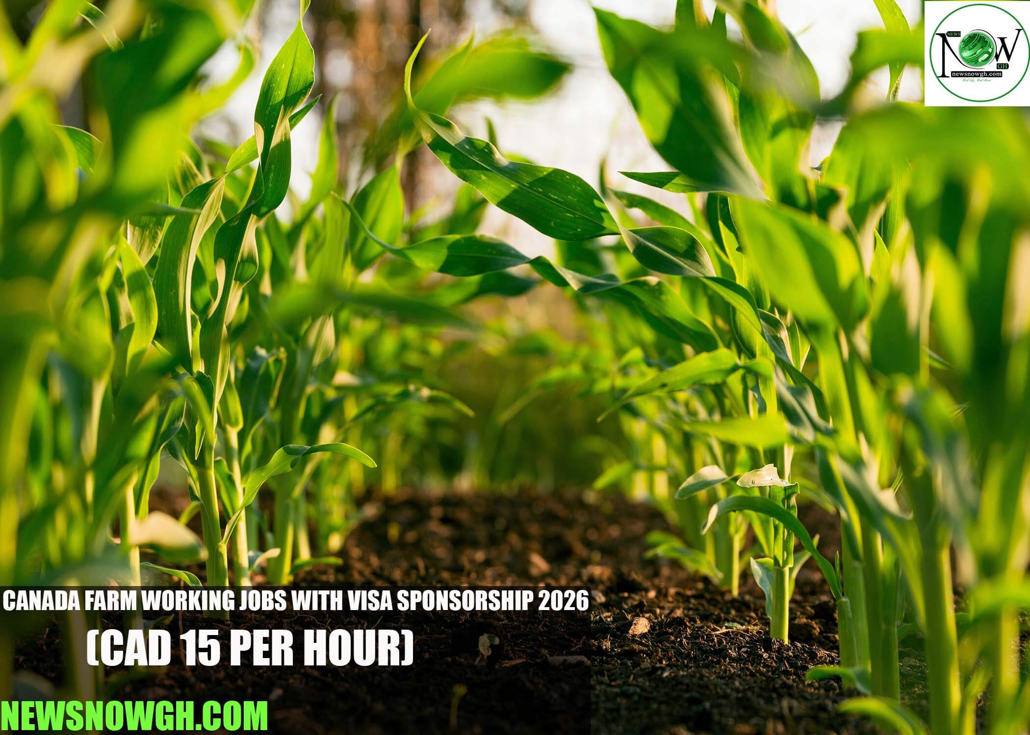 Canada Farm Working Jobs with Visa Sponsorship 2026