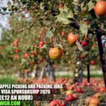 England Apple Picking and Packing Jobs