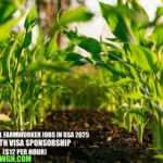 General Farmworker Jobs in USA 2025 with Visa Sponsorship