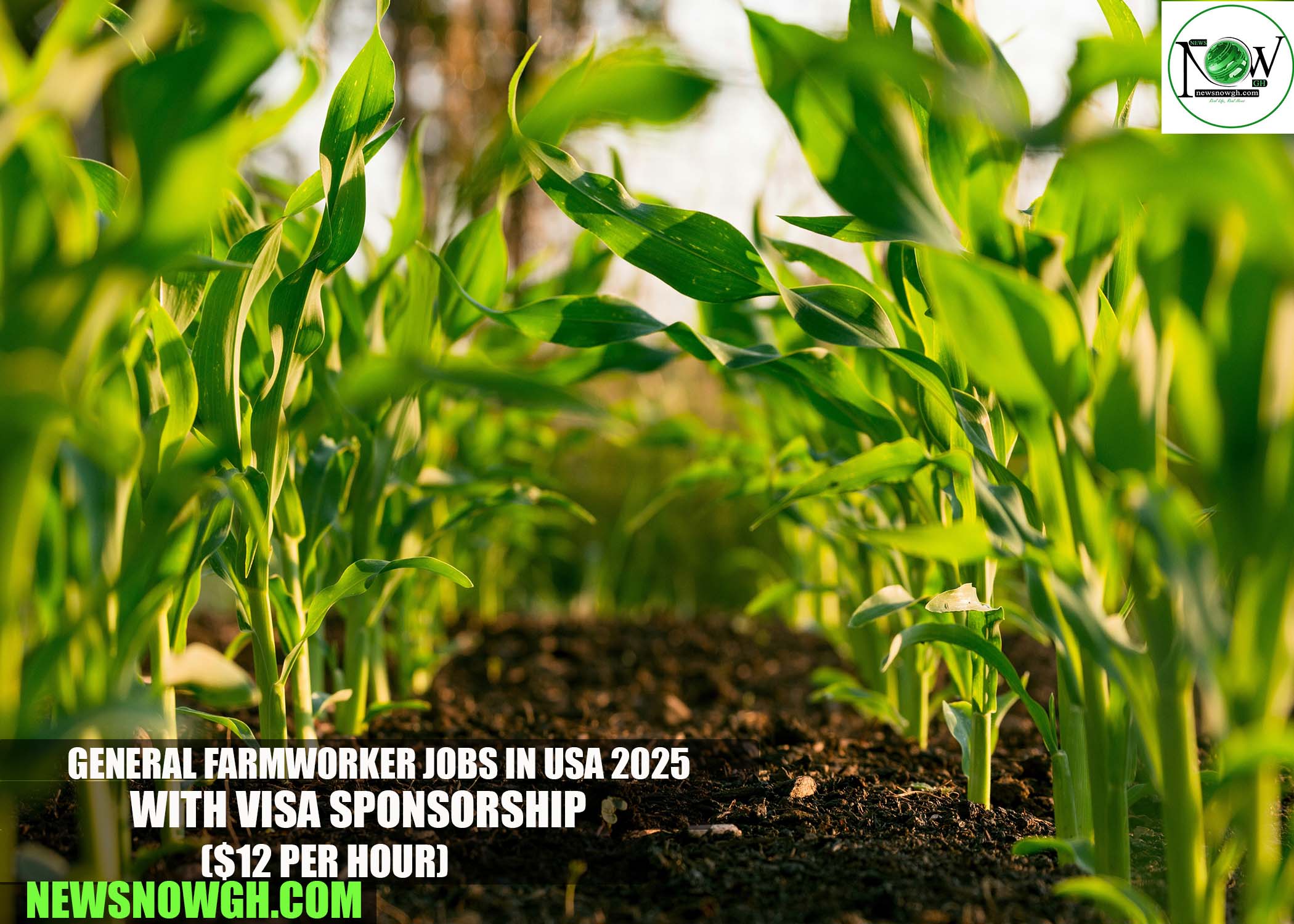 General Farmworker Jobs in USA 2025 with Visa Sponsorship