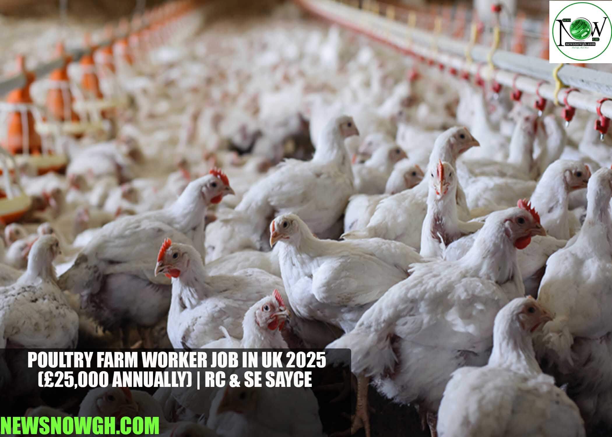 Poultry Farm Worker Job in UK 2025 | RC & SE Sayce