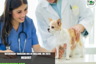 Veterinary Surgeon Job in England, UK 2025 | Medivet