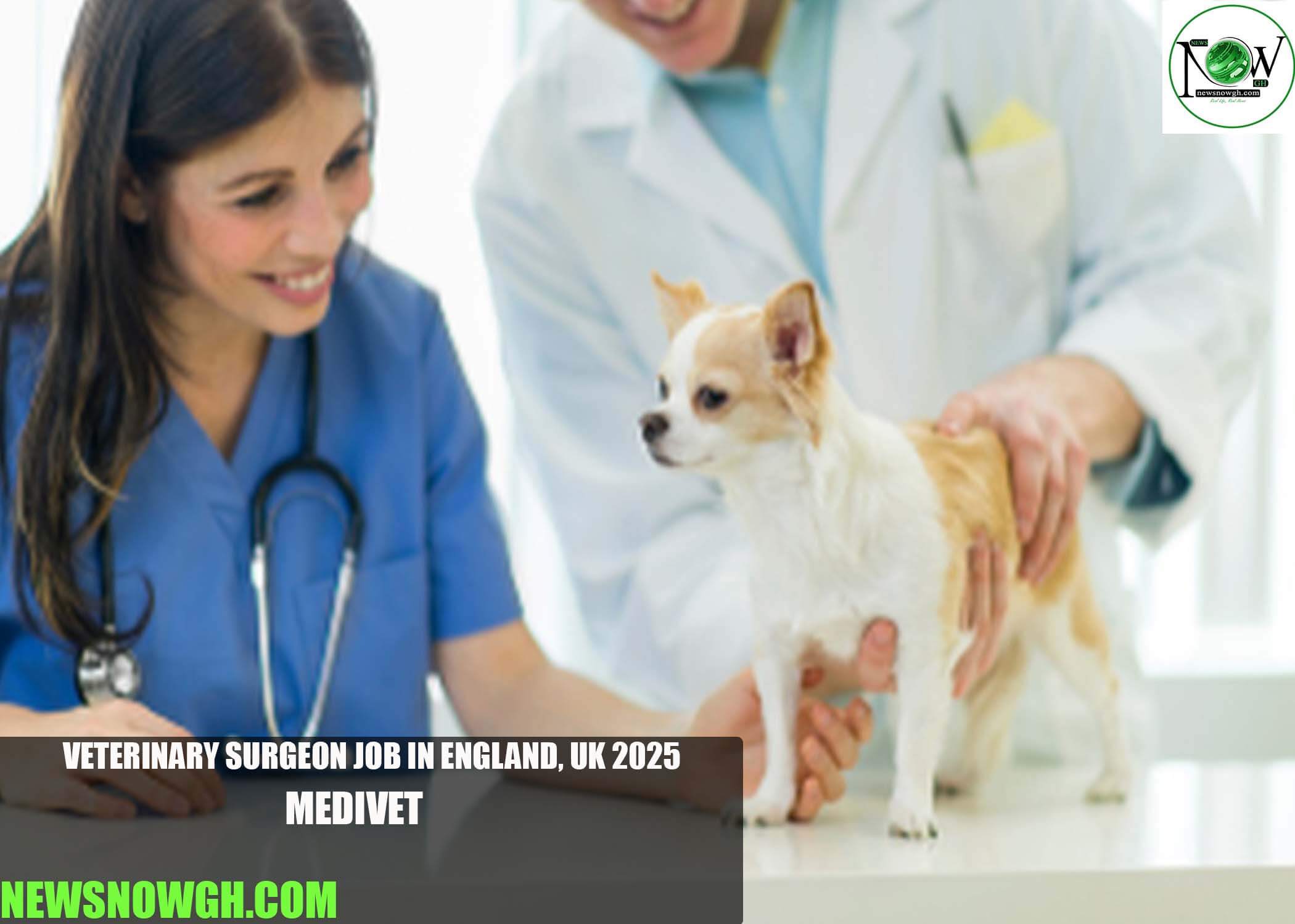 Veterinary Surgeon Job in England, UK 2025 | Medivet