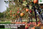 Australia Fruit Picking Agricultural Jobs
