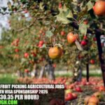 Australia Fruit Picking Agricultural Jobs