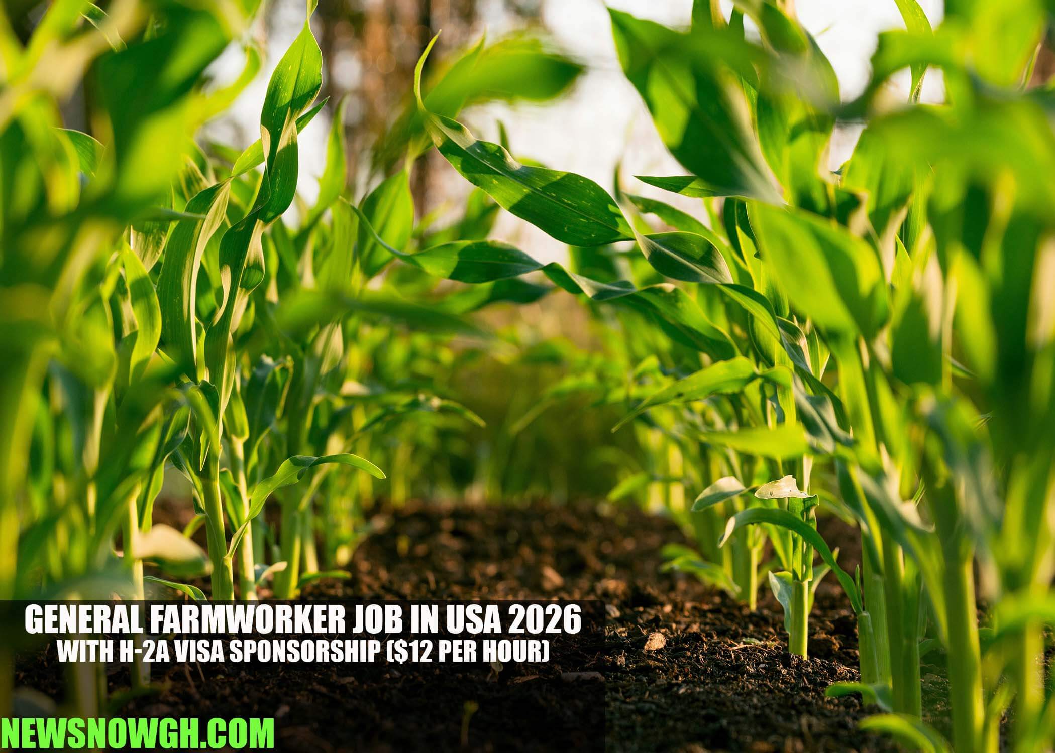 General Farmworker Job in USA 2026 with H-2A Visa Sponsorship
