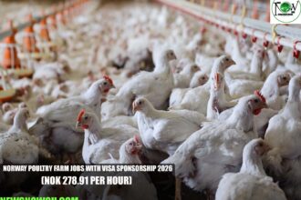 Norway Poultry Farm Jobs with Visa Sponsorship