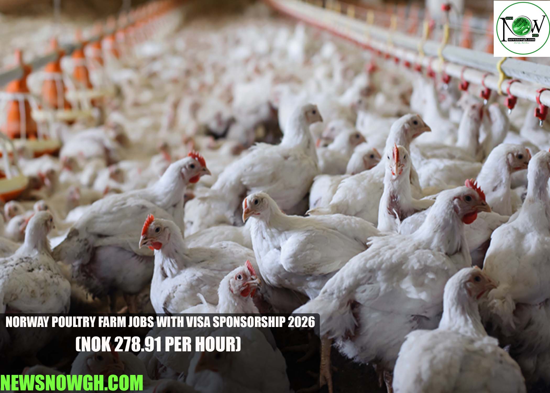 Norway Poultry Farm Jobs with Visa Sponsorship