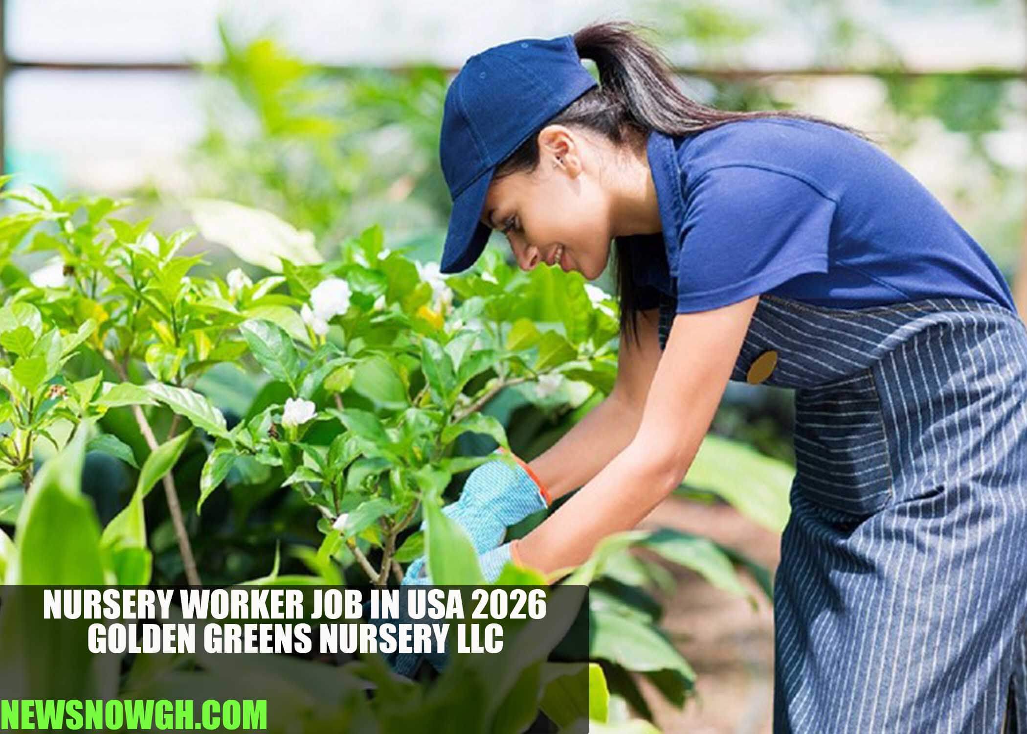 Nursery Worker Job in USA 2026 | Golden Greens Nursery LLC