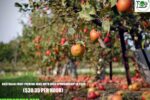 Australia Fruit Picking Jobs with Visa Sponsorship