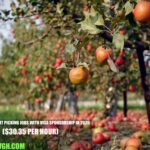 Australia Fruit Picking Jobs with Visa Sponsorship