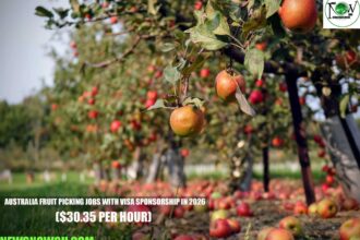 Australia Fruit Picking Jobs with Visa Sponsorship