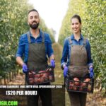 Canada Harvesting Laborers' Jobs with Visa Sponsorship 2026