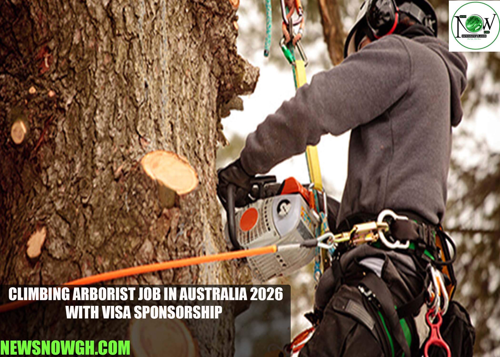 Climbing Arborist Job in Australia 2026 with Visa Sponsorship