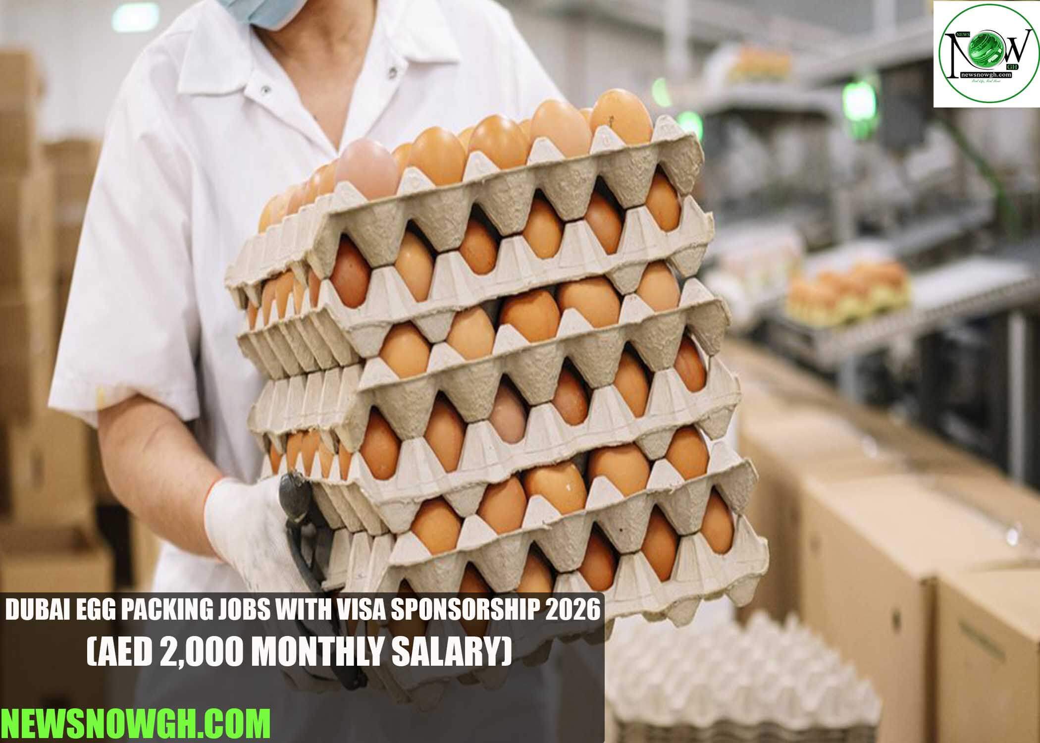 Dubai Egg Packing Jobs with Visa Sponsorship