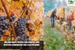 Ireland Grape Picking and Packing Jobs