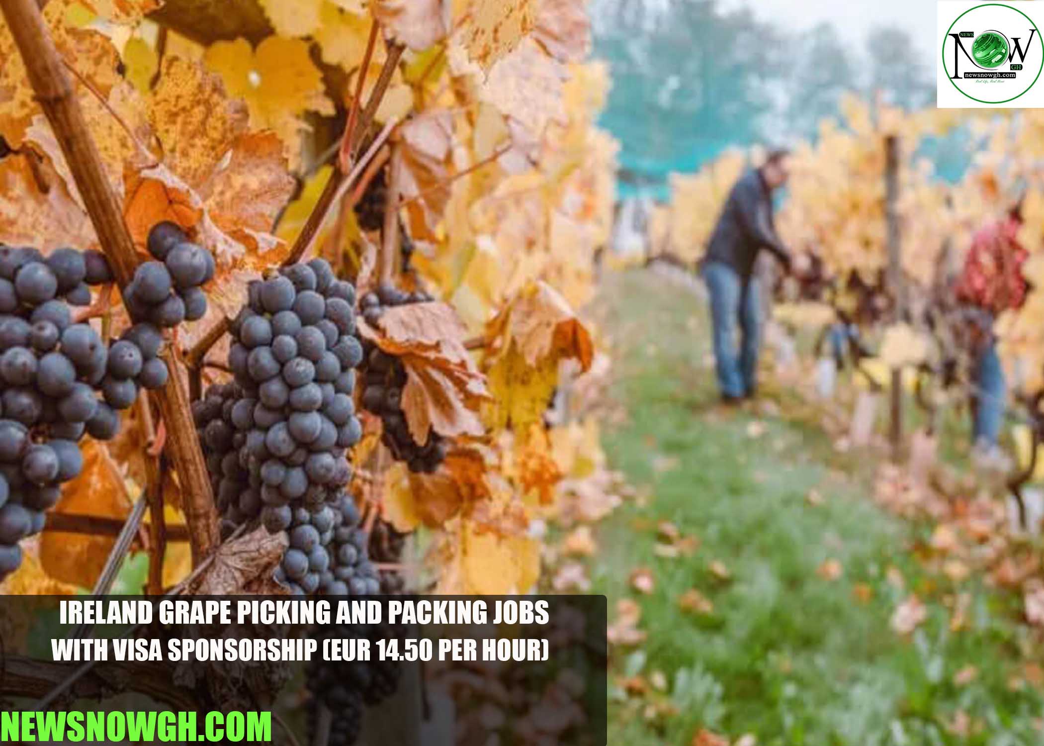 Ireland Grape Picking and Packing Jobs