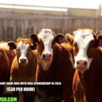 New Zealand Dairy Farm Jobs with Visa Sponsorship