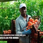 New Zealand Visa-Sponsored Citrus Picking Jobs
