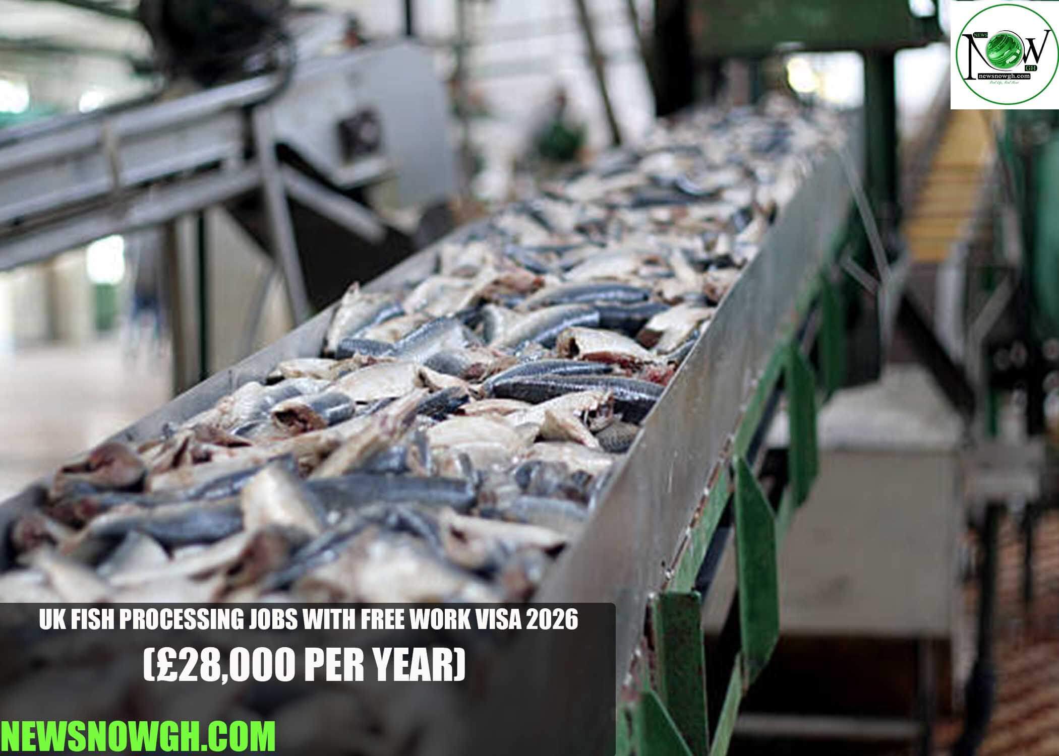 UK Fish Processing Jobs with Free Work Visa 2026
