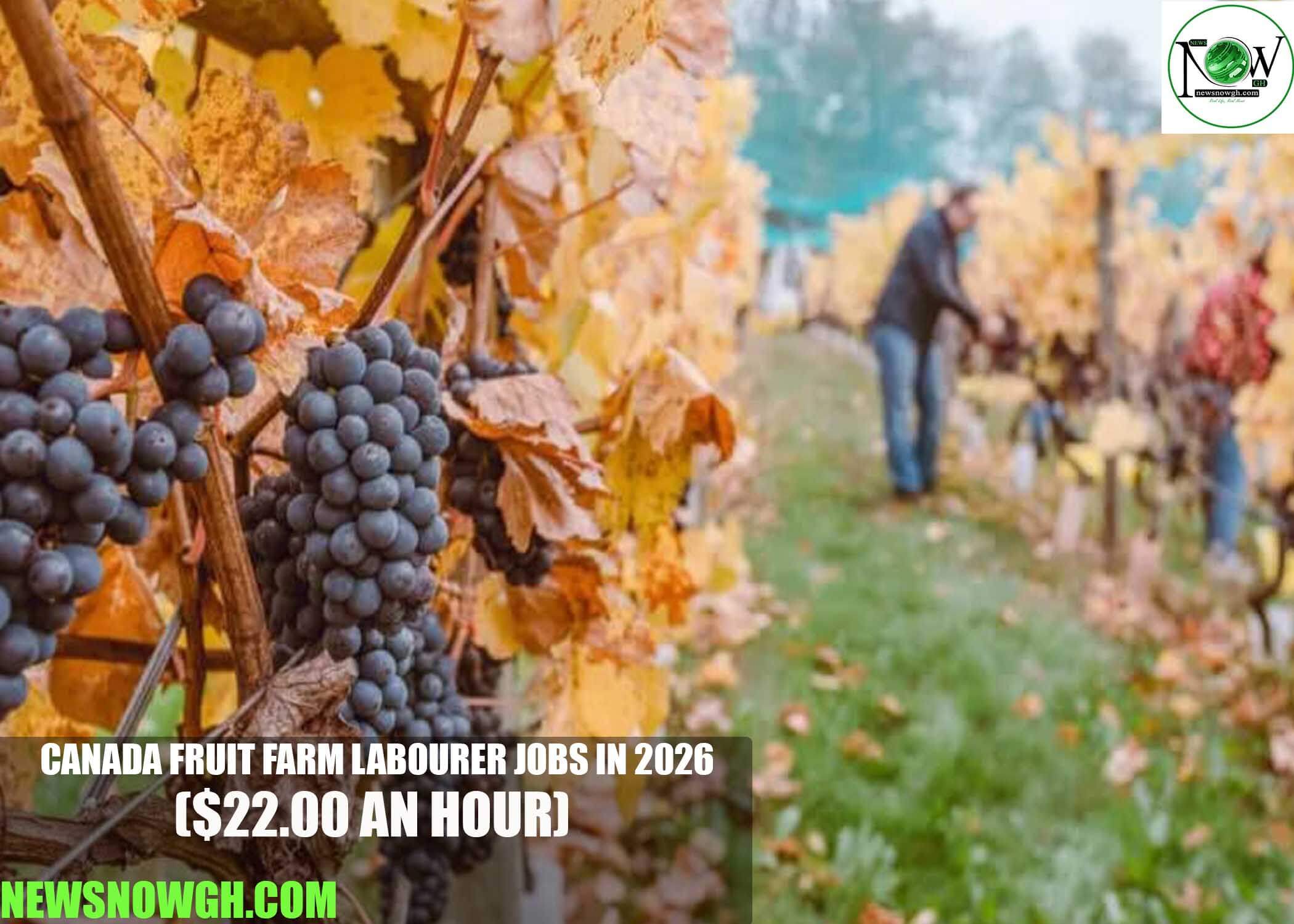 Canada Fruit Farm Labourer Jobs in 2026