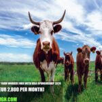 Denmark Dairy Farm Worker Jobs with Visa Sponsorship 2026