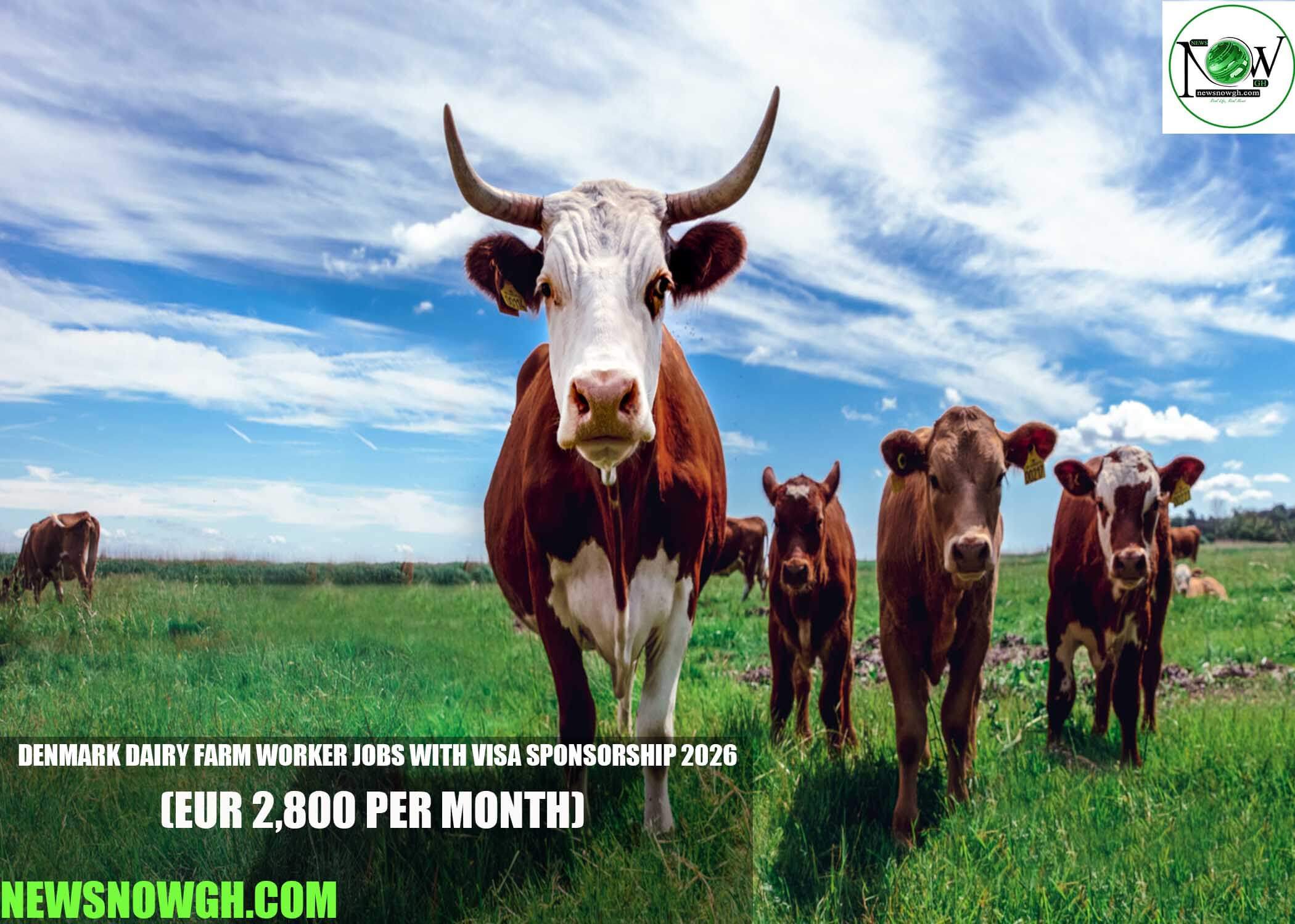 Denmark Dairy Farm Worker Jobs with Visa Sponsorship 2026