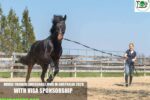 Horse Trainer (Dressage) Jobs in Australia 2026 with Visa Sponsorship