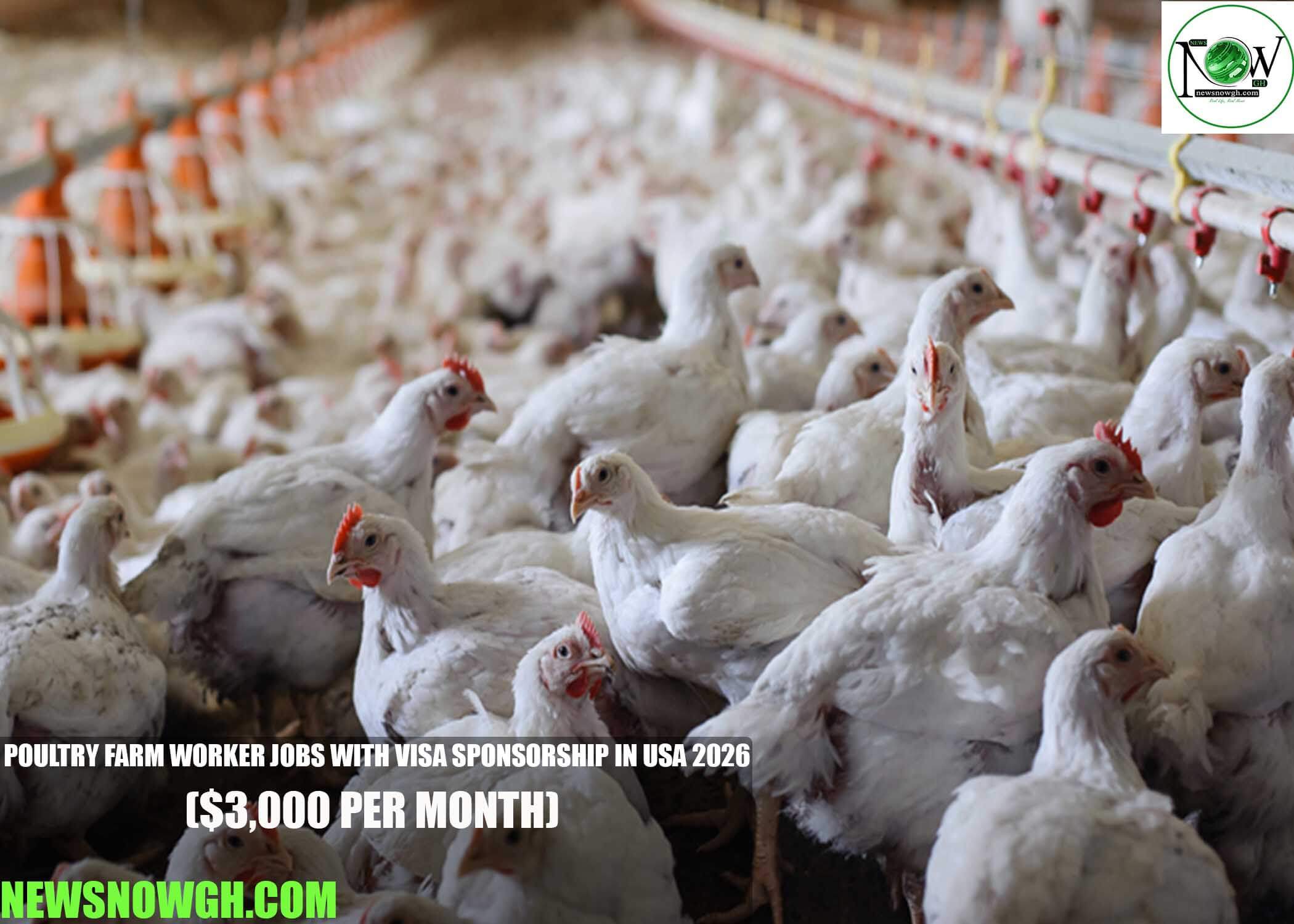 Poultry Farm Worker Jobs with Visa Sponsorship in USA 2026