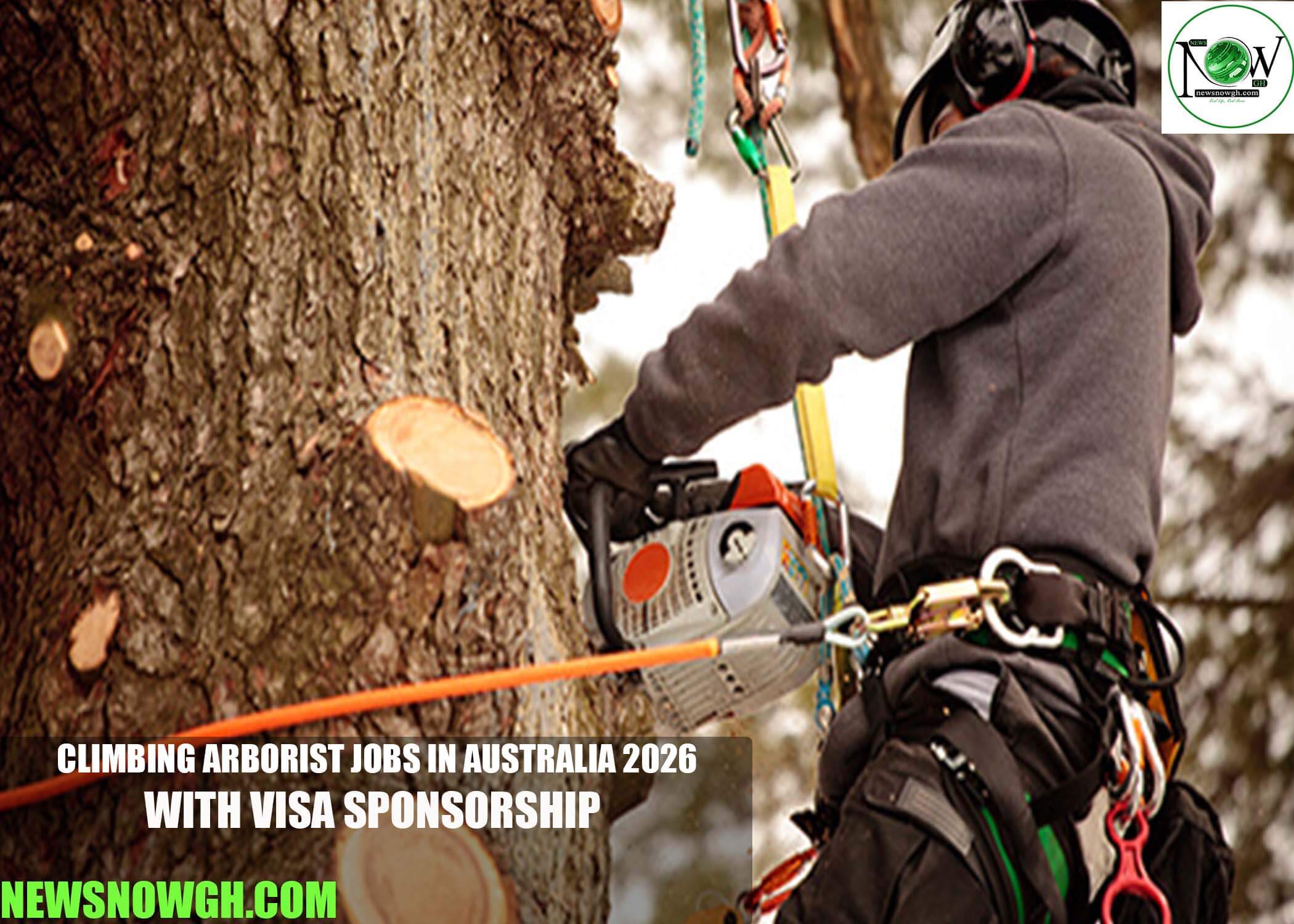 Climbing Arborist Jobs in Australia 2026 with Visa Sponsorship