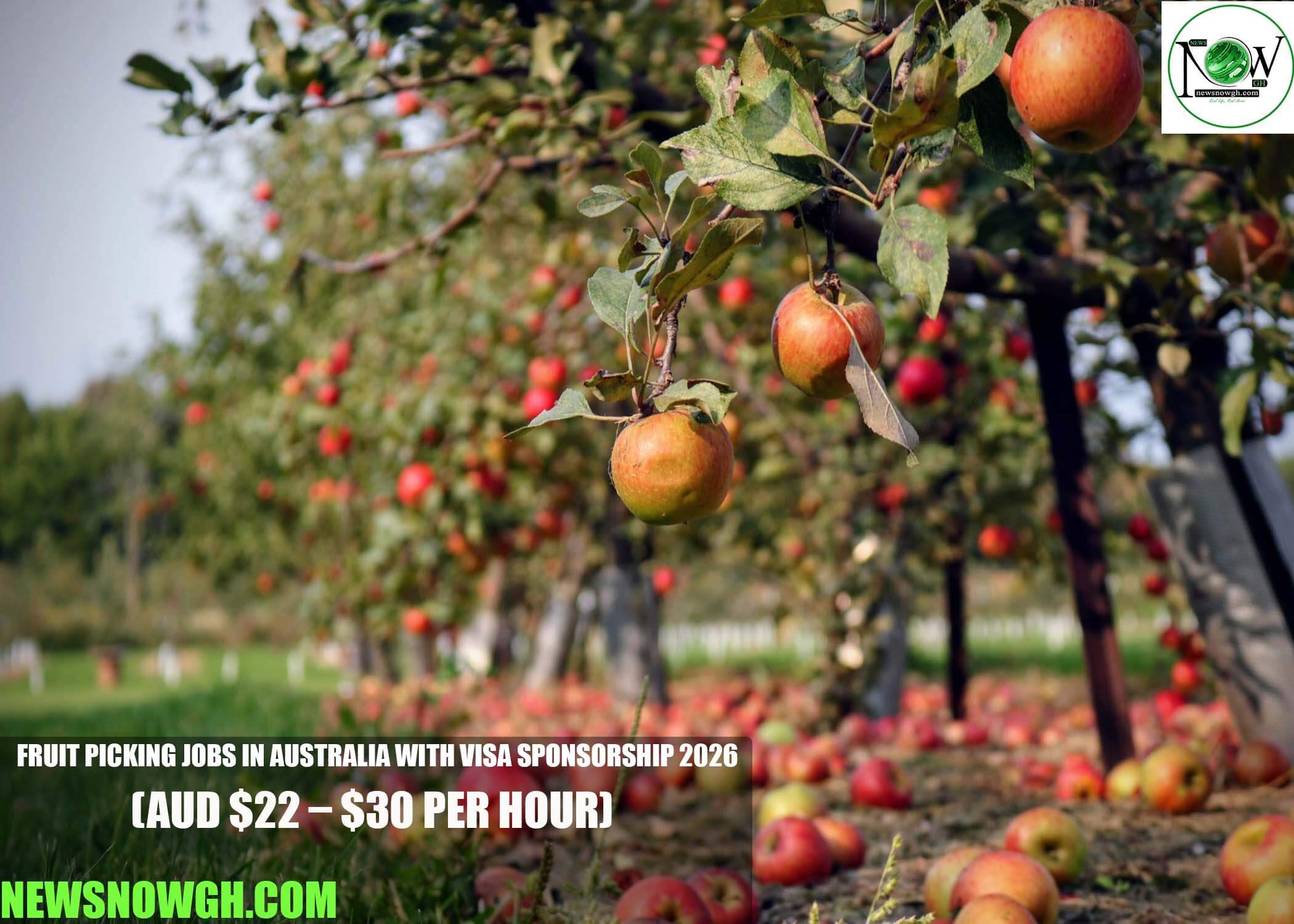 Fruit Picking Jobs in Australia with Visa Sponsorship 2026