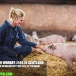 Pig Farm Worker Jobs in Scotland