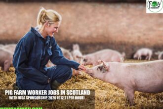 Pig Farm Worker Jobs in Scotland