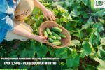 Polish Cucumber Farming Jobs with Visa Sponsorship 2026