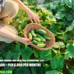 Polish Cucumber Farming Jobs with Visa Sponsorship 2026