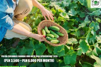 Polish Cucumber Farming Jobs with Visa Sponsorship 2026