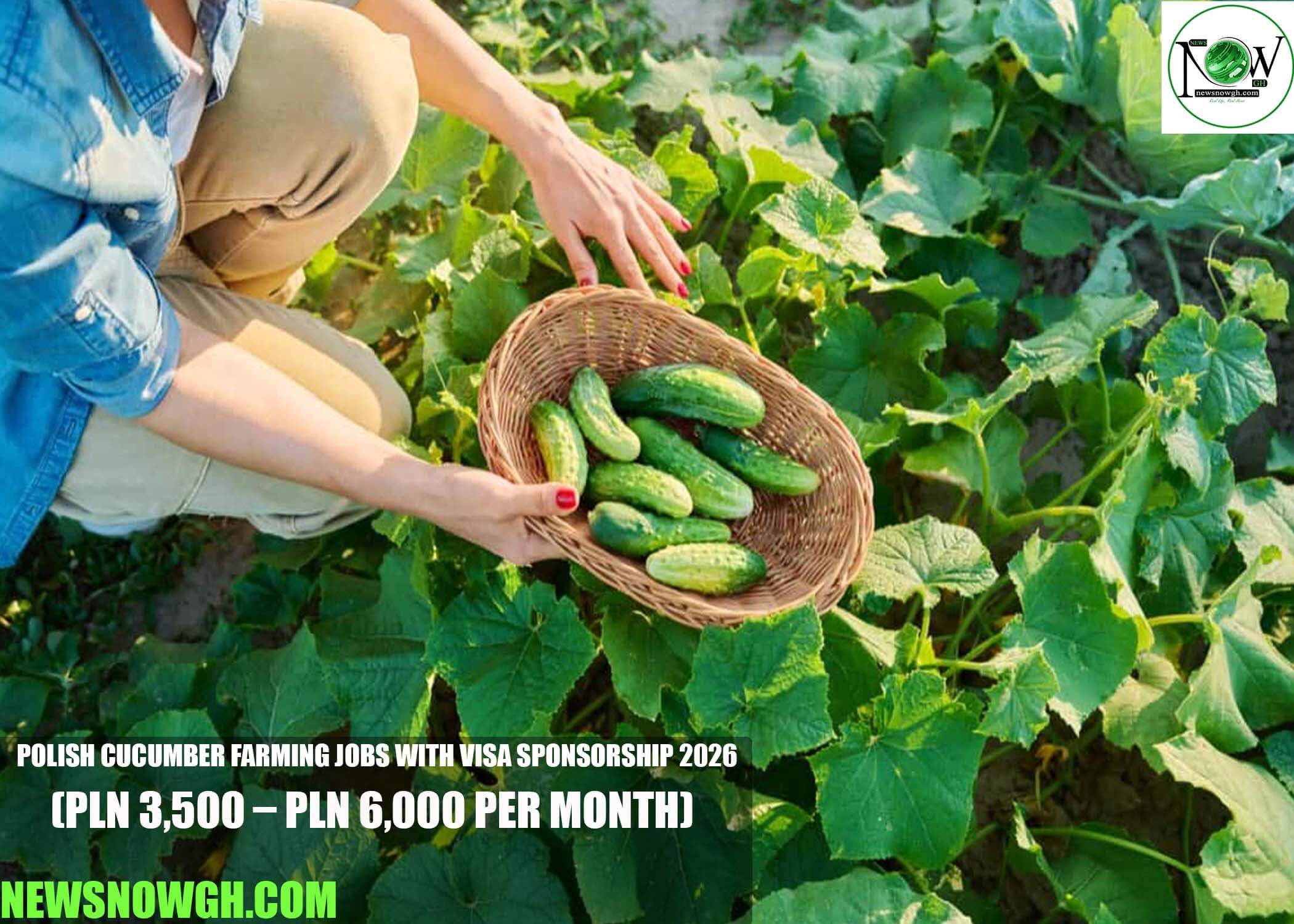Polish Cucumber Farming Jobs with Visa Sponsorship 2026