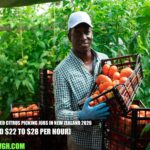 Visa-Sponsored Citrus Picking Jobs in New Zealand 2026