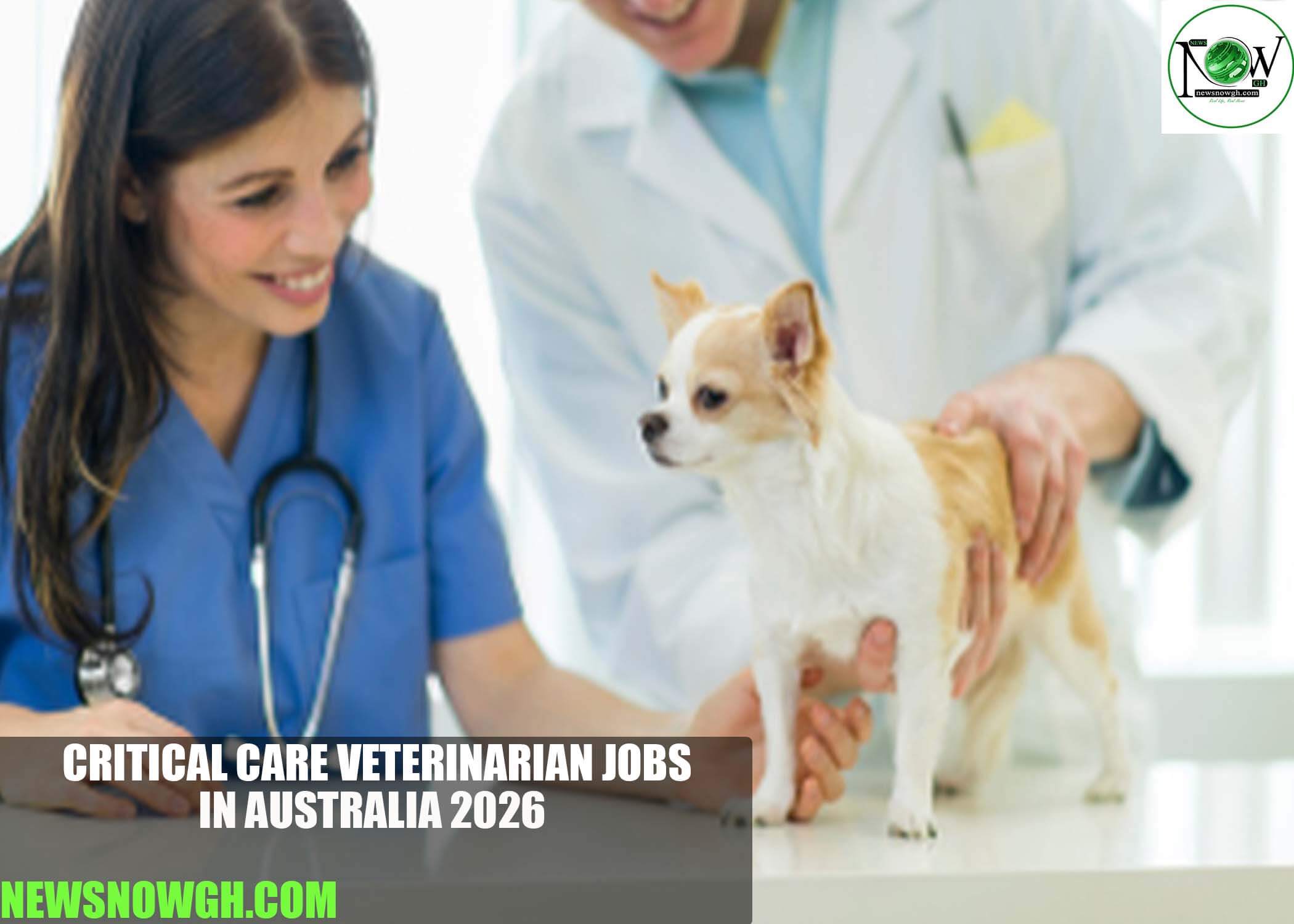 Critical Care Veterinarian Jobs in Australia 2026