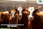 Dairy Farm Jobs in Australia with Visa Sponsorship 2026