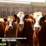Dairy Farm Jobs in Australia with Visa Sponsorship 2026