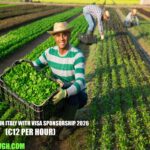 Farm Jobs in Italy with Visa Sponsorship 2026