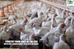 Poultry Farm Jobs in the USA