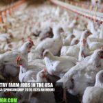 Poultry Farm Jobs in the USA