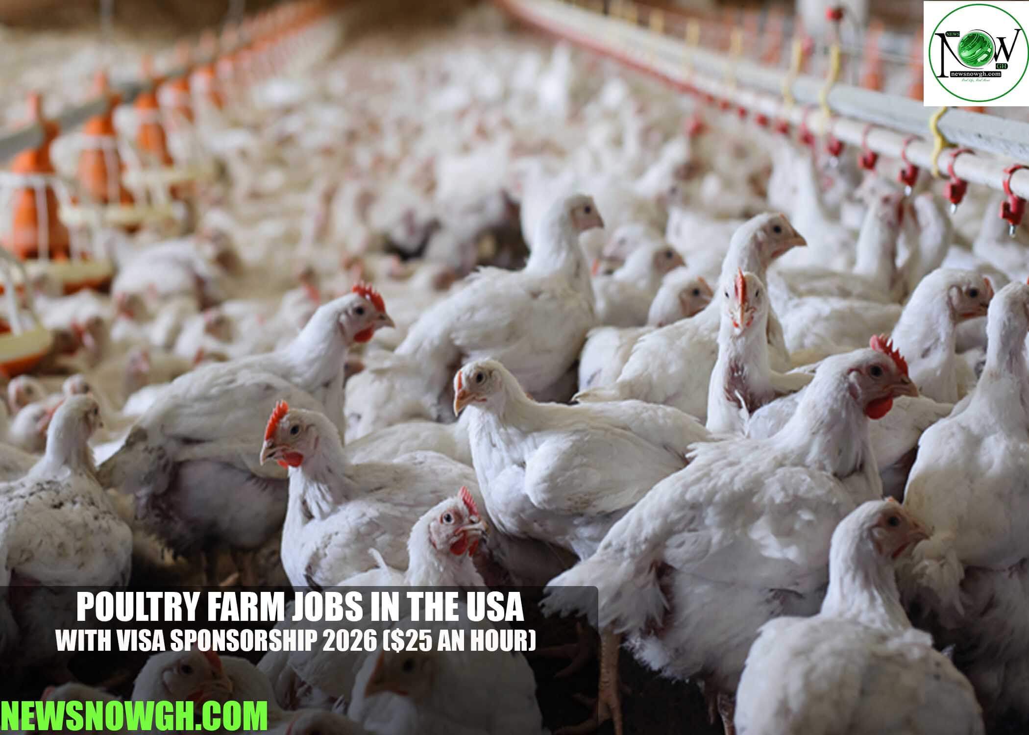 Poultry Farm Jobs in the USA